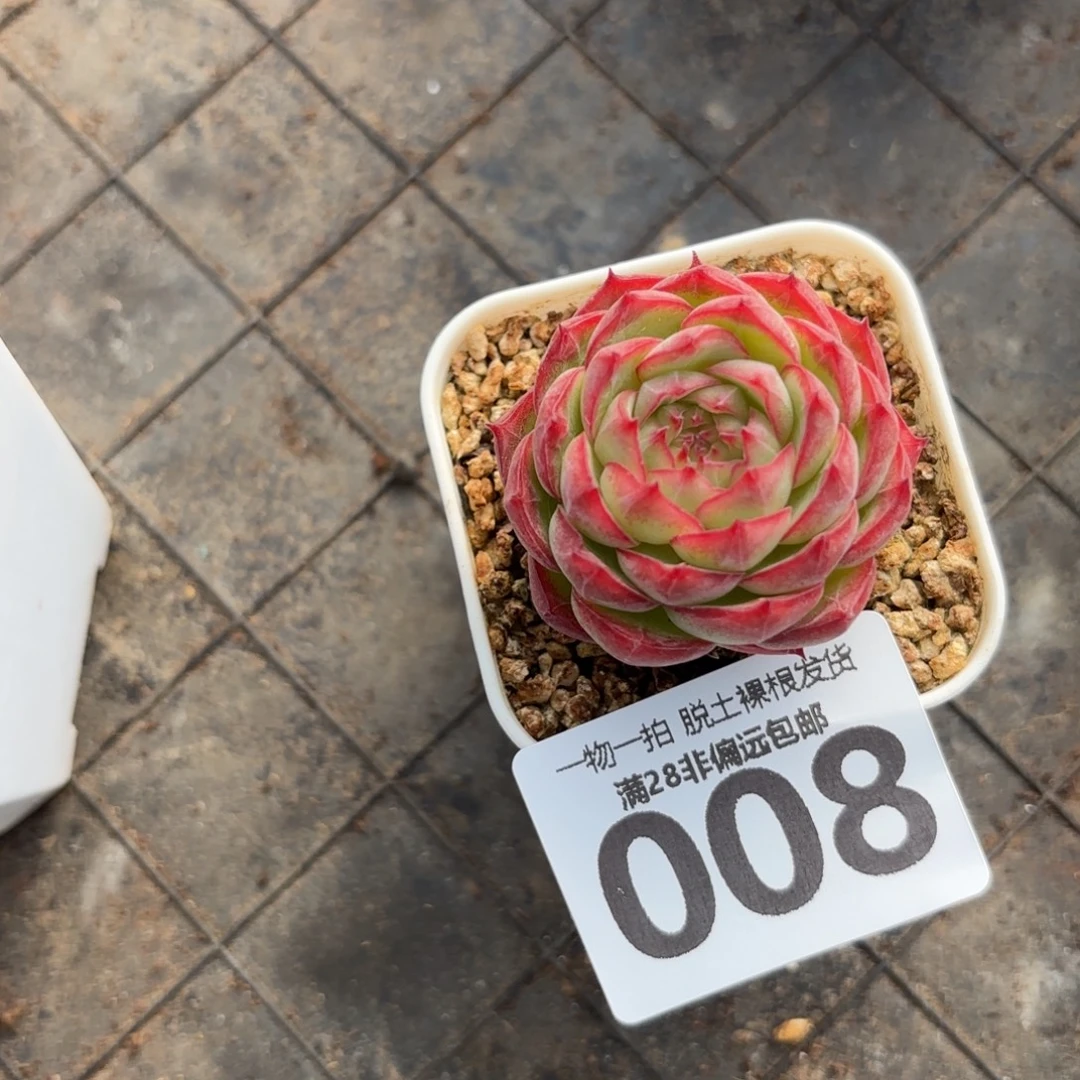 优选糖心单头无盆土发货