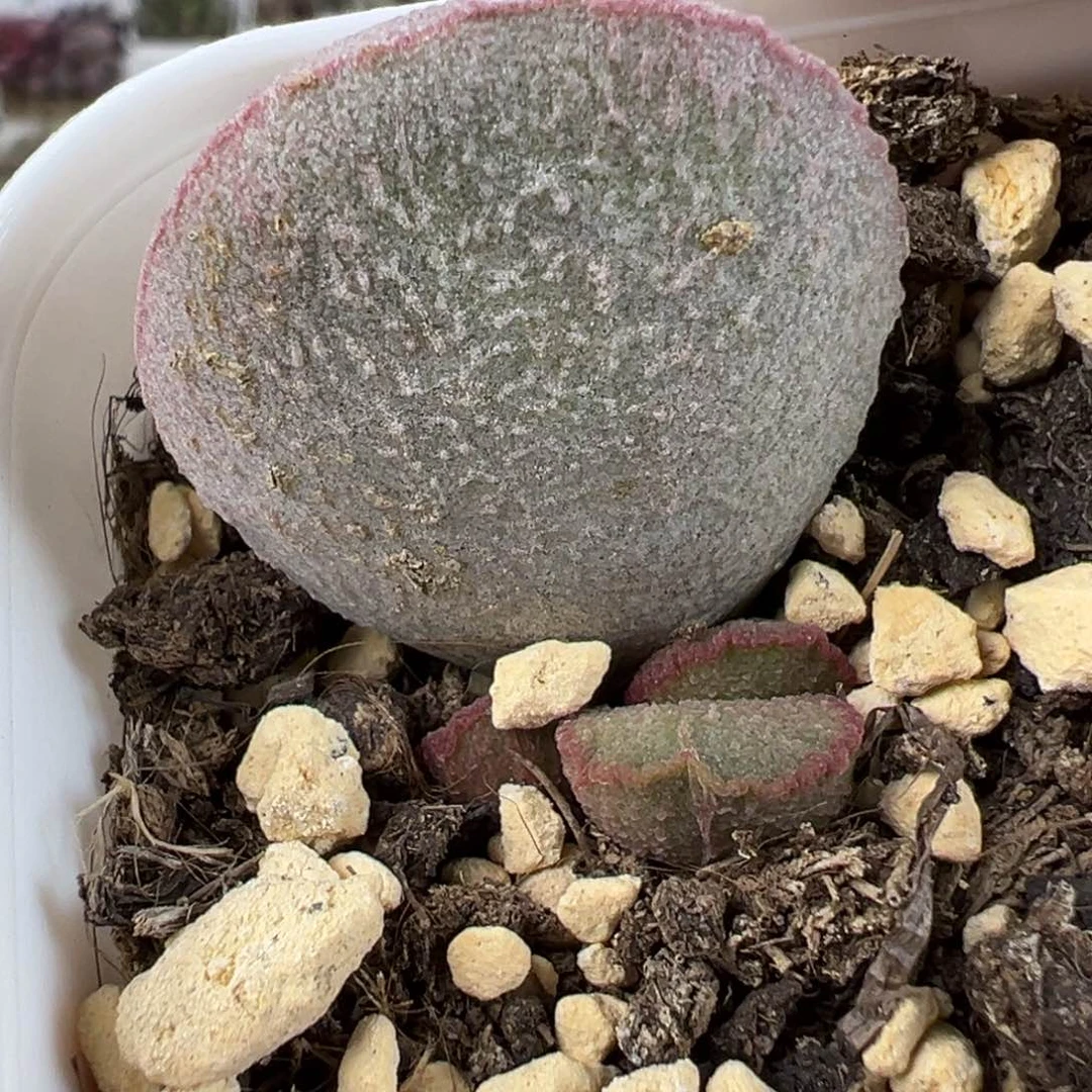 嫦娥磨砂蛋水泡多肉