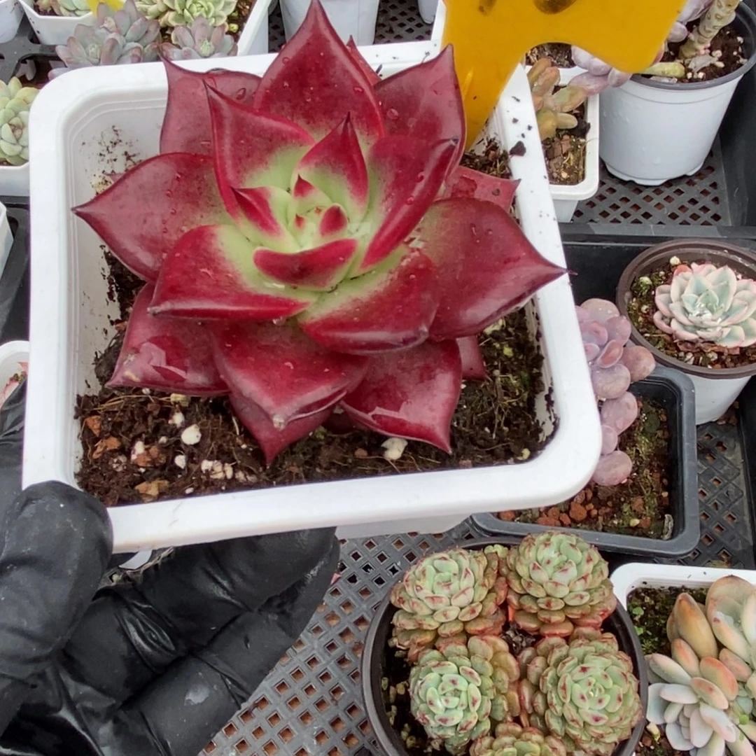 576红骑士多肉植物