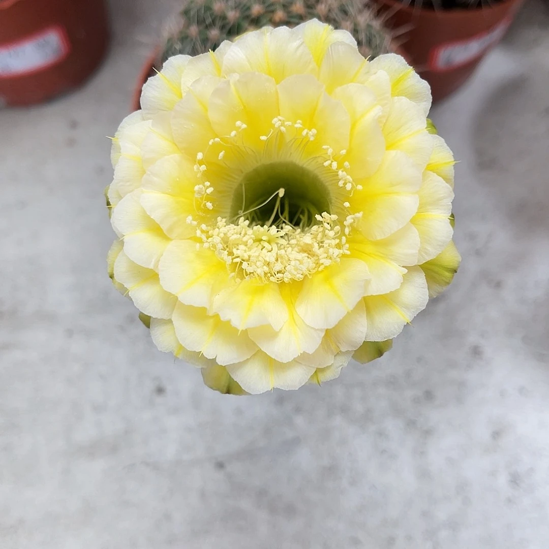 彩草28号绿黄白6公分左右