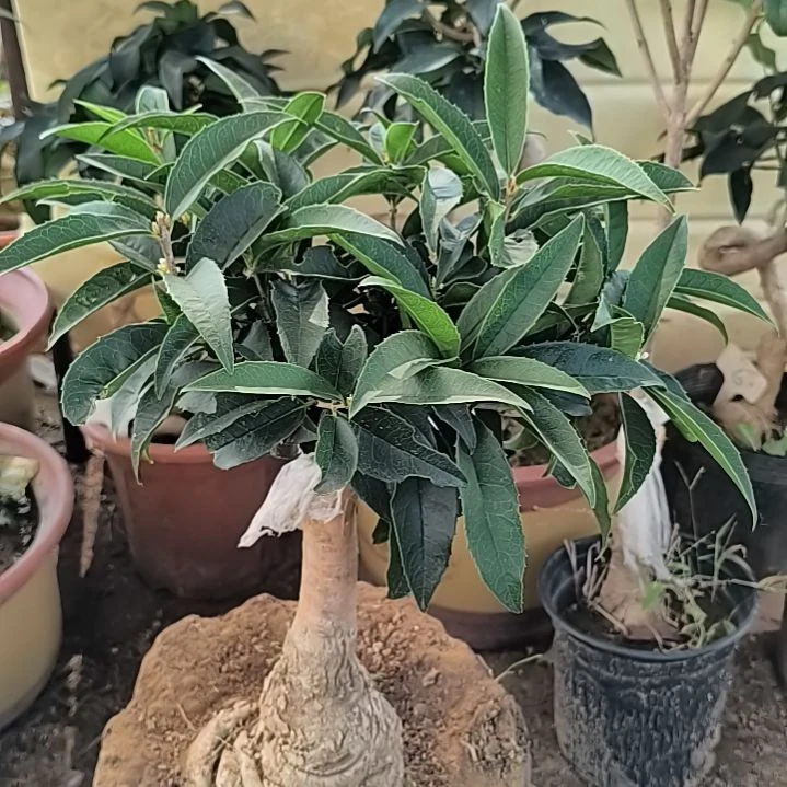 完全开放四季桂花佛