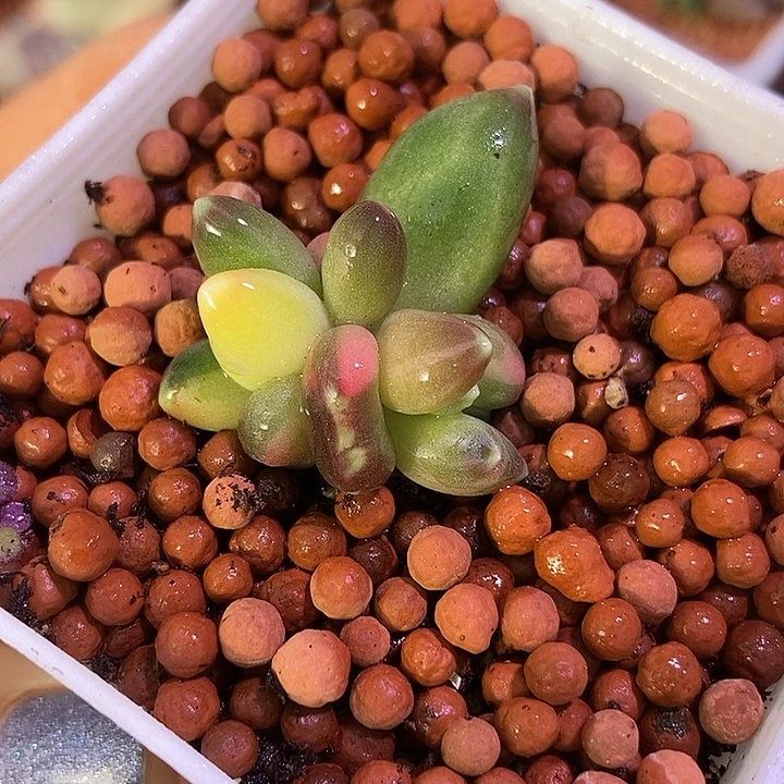 千代田之松锦多肉植物