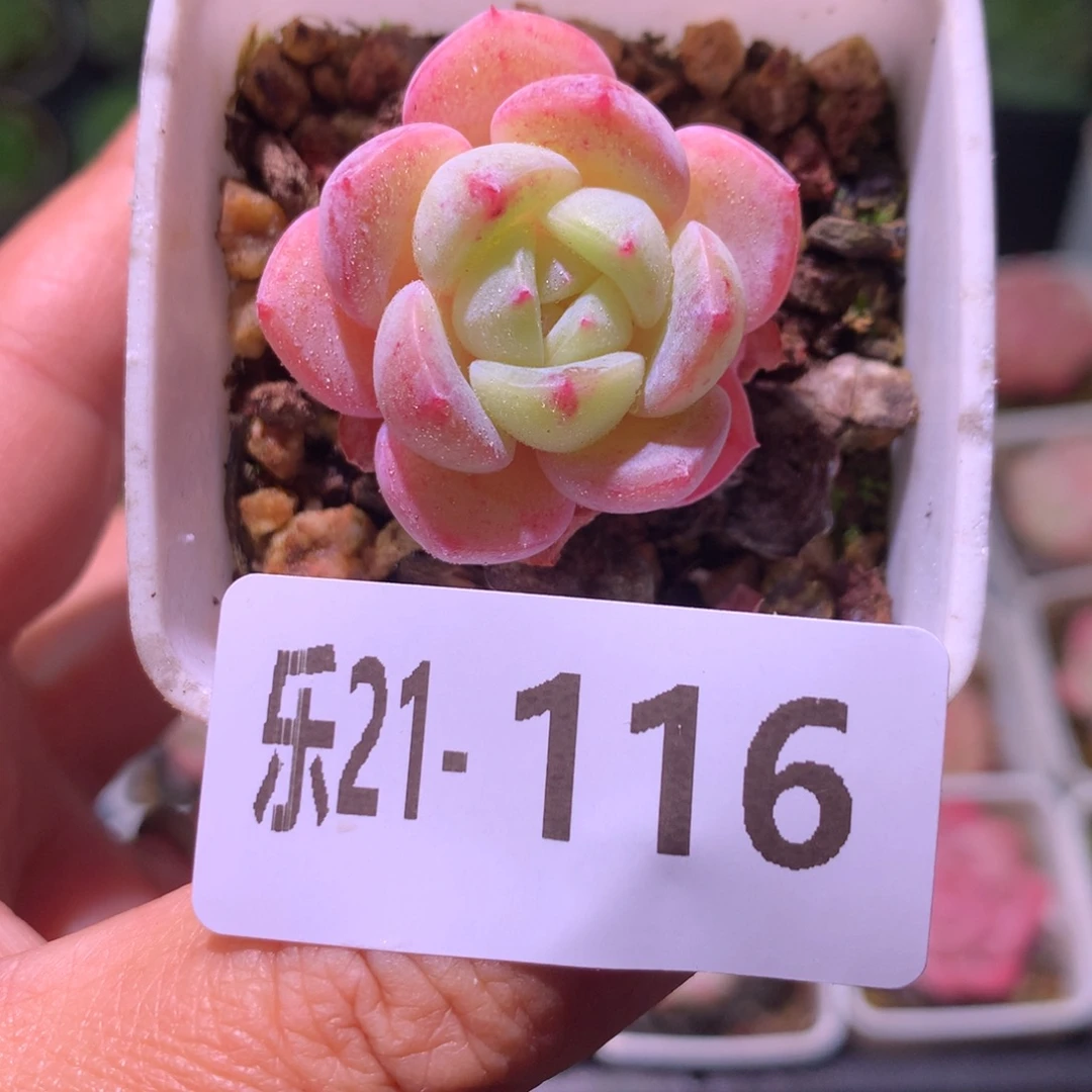 乐然21-116 白纱单头