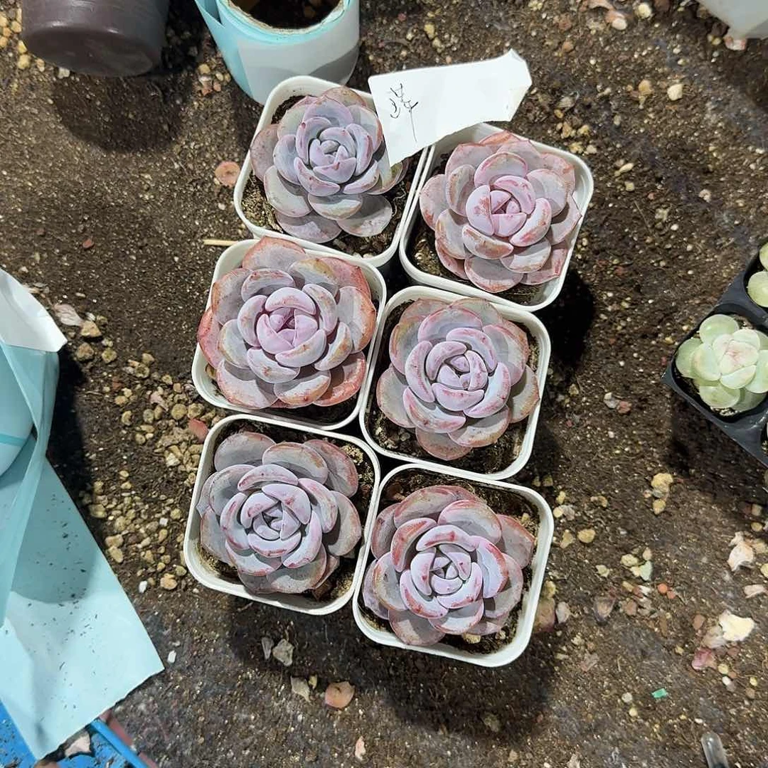 萍一物一拍专拍链接