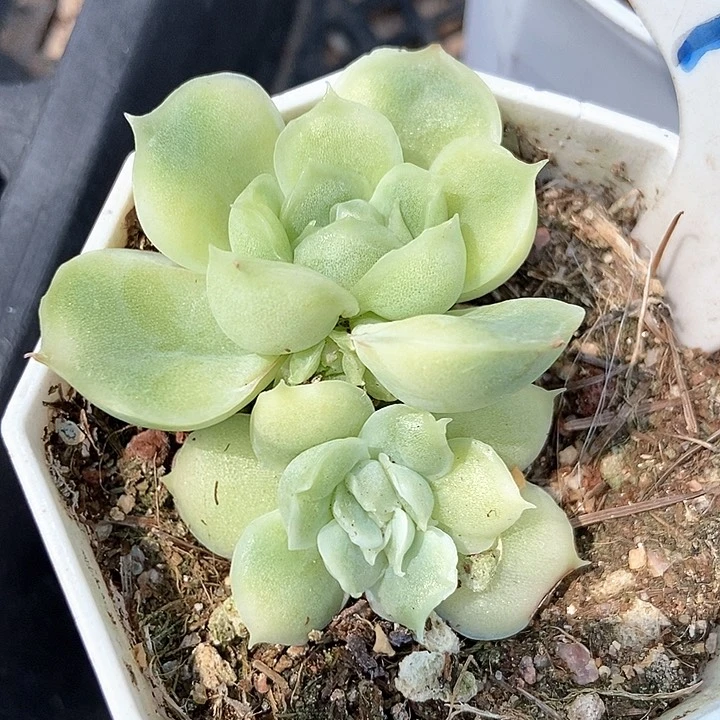 多肉植物虾饺1025