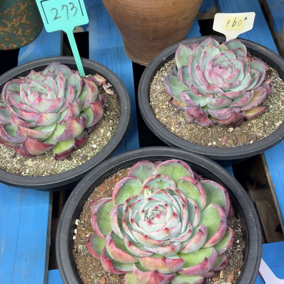 小雨多肉惊鸿仙子