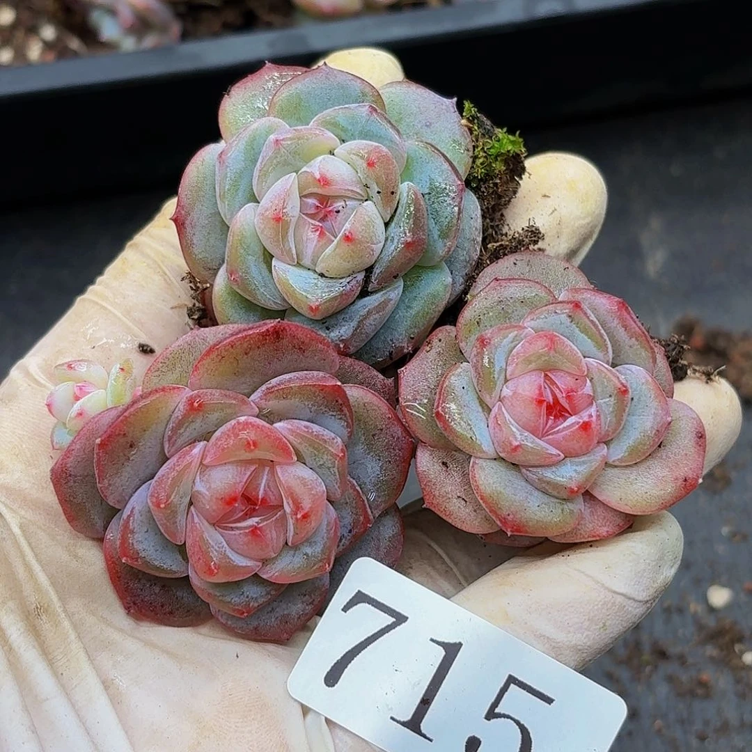 5*多肉植物多肉植物715