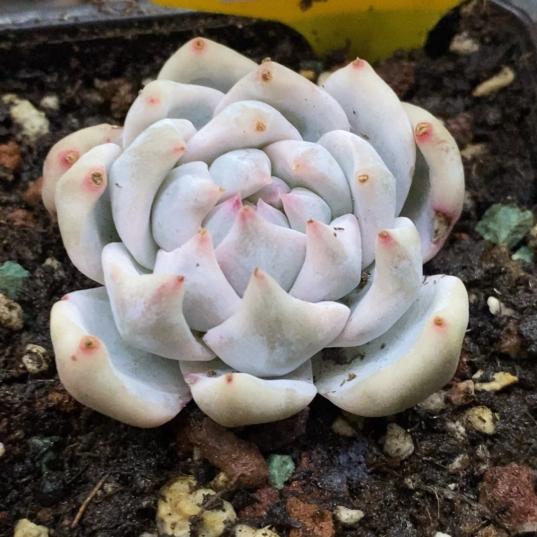 584粉蓝鸟厚叶哈哈哈哈哈哈