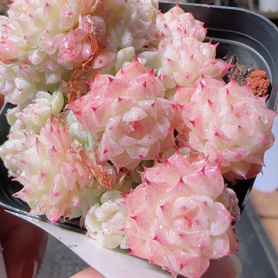 花语多肉1211-50散魔仙