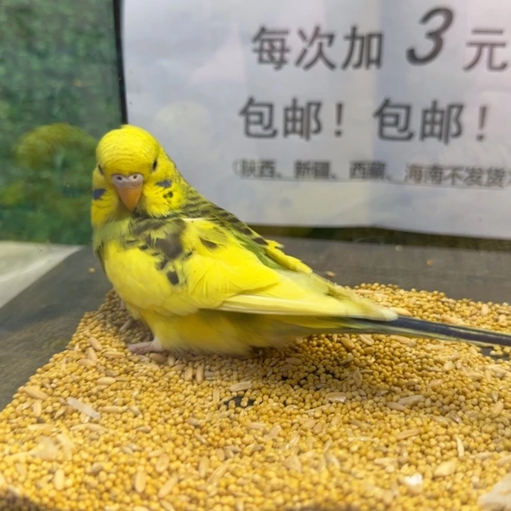 虎皮鹦鹉大头虎皮鹦鹉