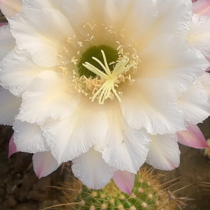 清清3-044根仙人球瑕疵