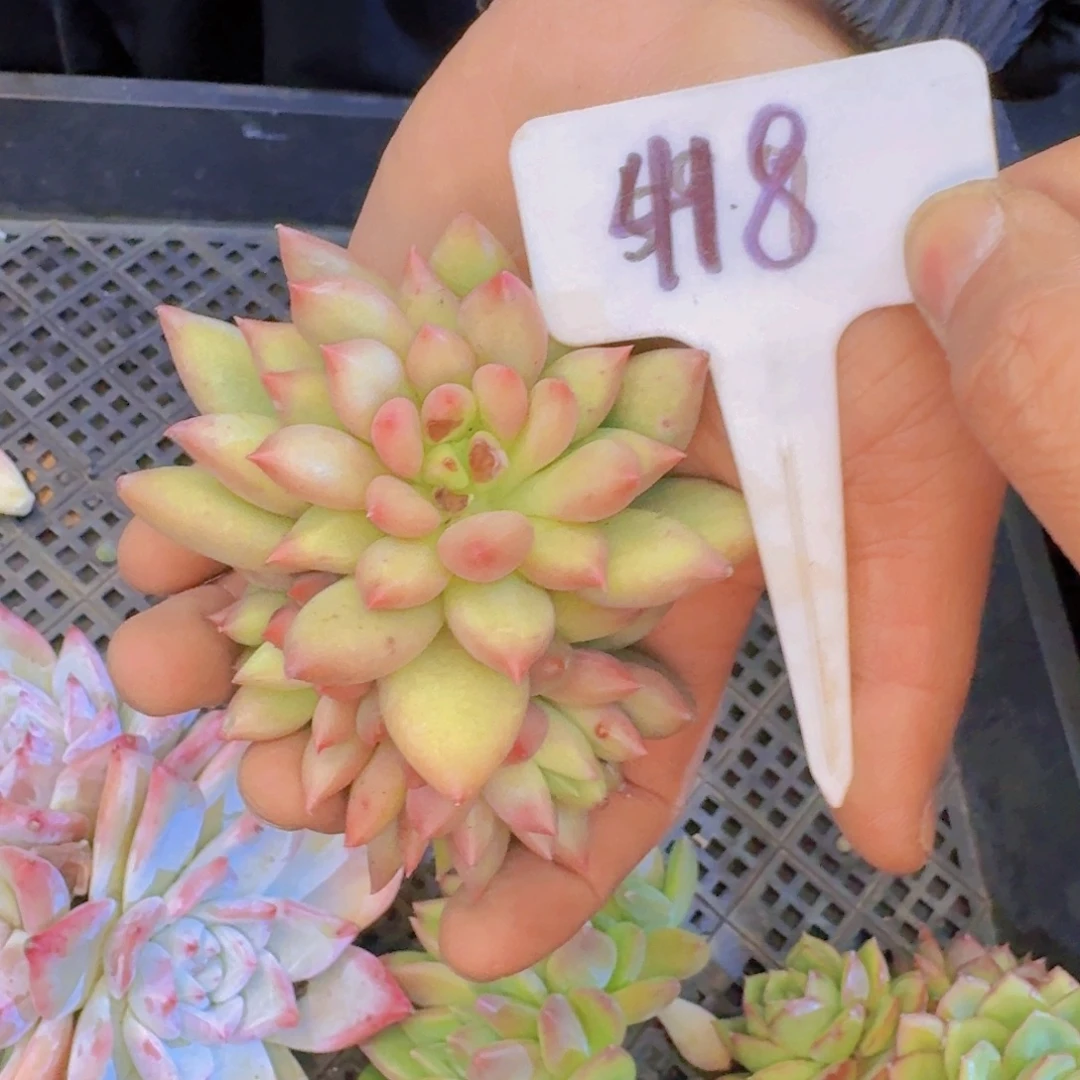 多肉植物的生长发育和