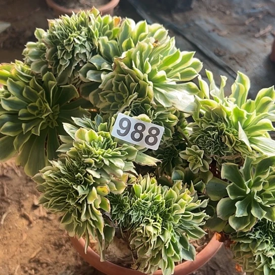 乳***痣多肉植物一个绿豆沙988