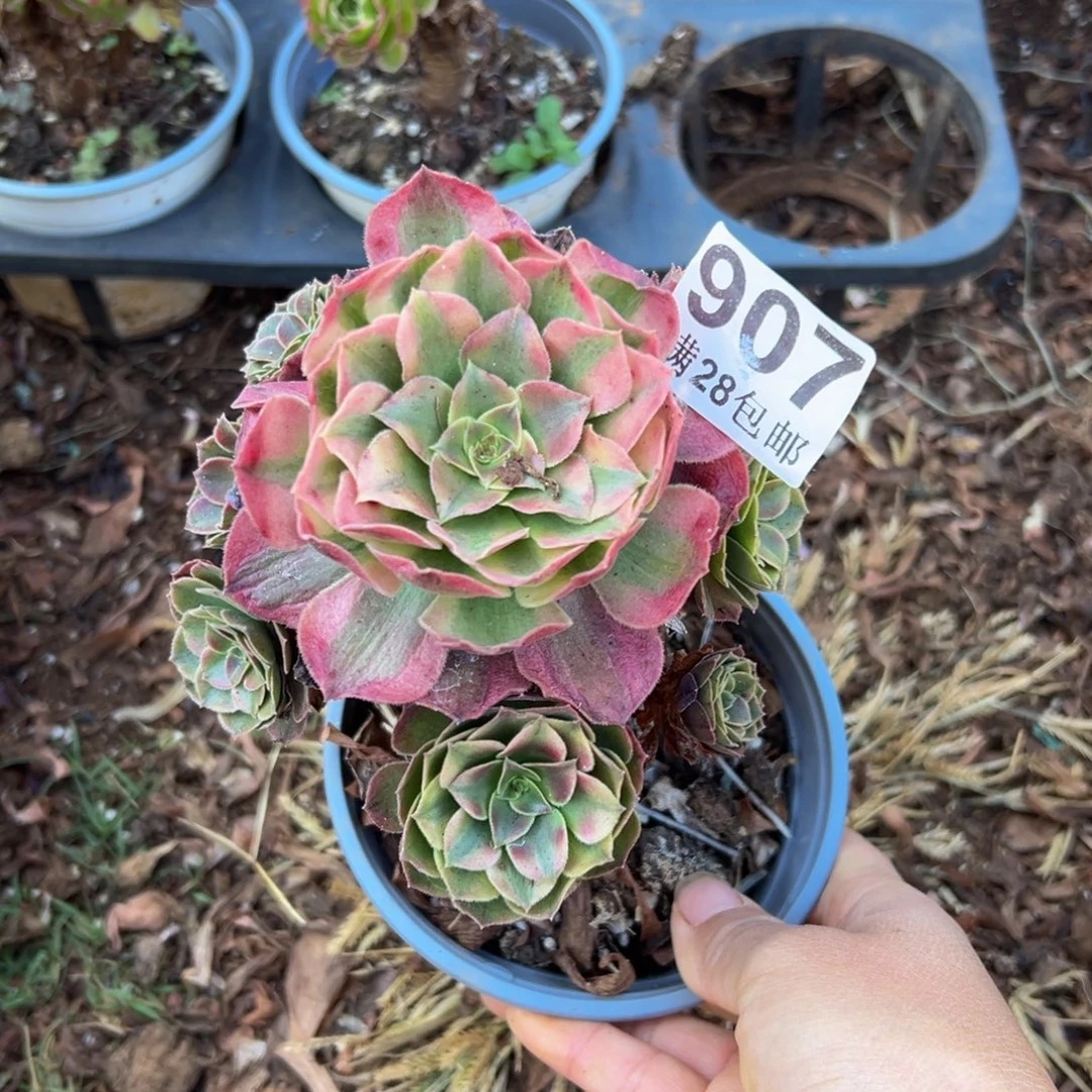 多肉植物907无售后