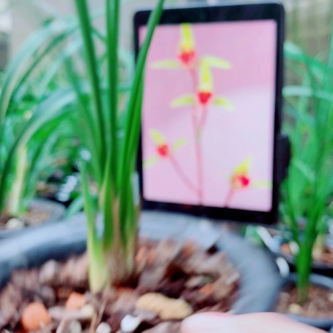 当前无花栽培后可以开花