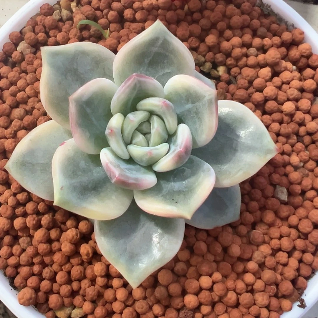 13号伊丽莎白锦多肉