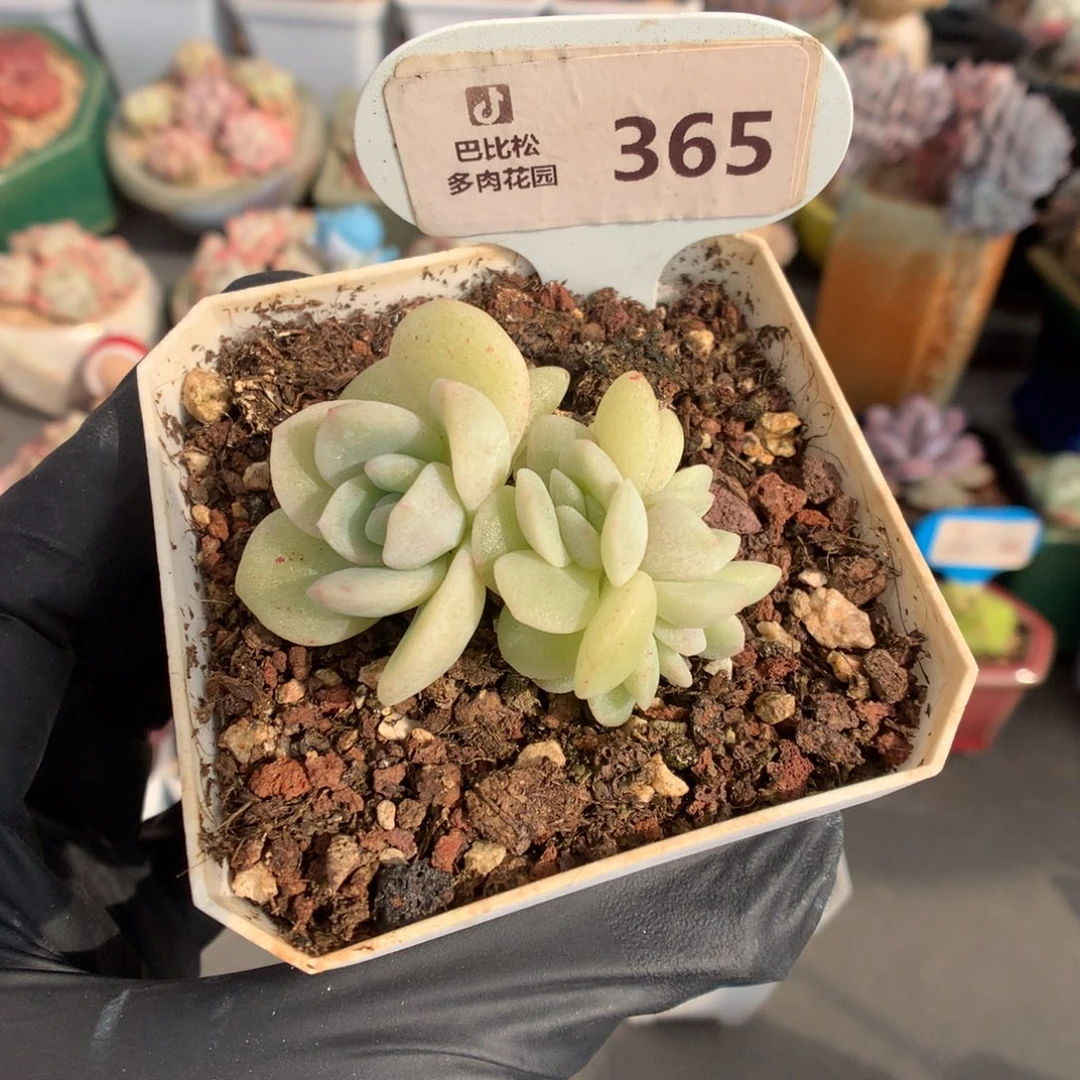 365 黄白底冰玉石化