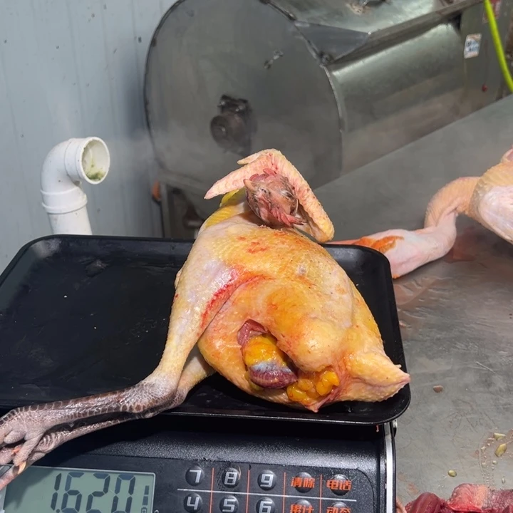 一号土鸡食用农产品中国大陆幸*草