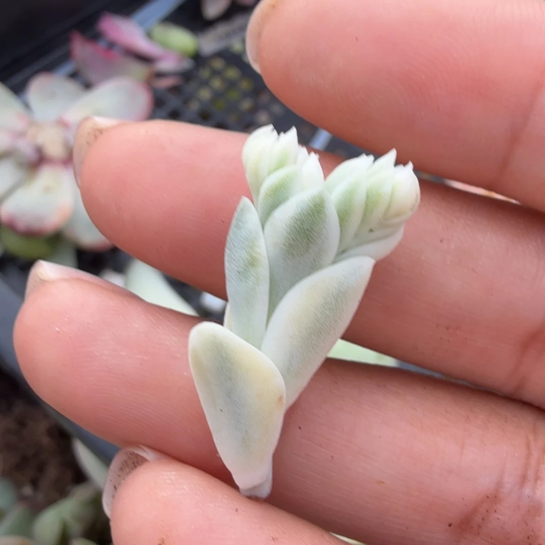 花剑一根到如今的如今