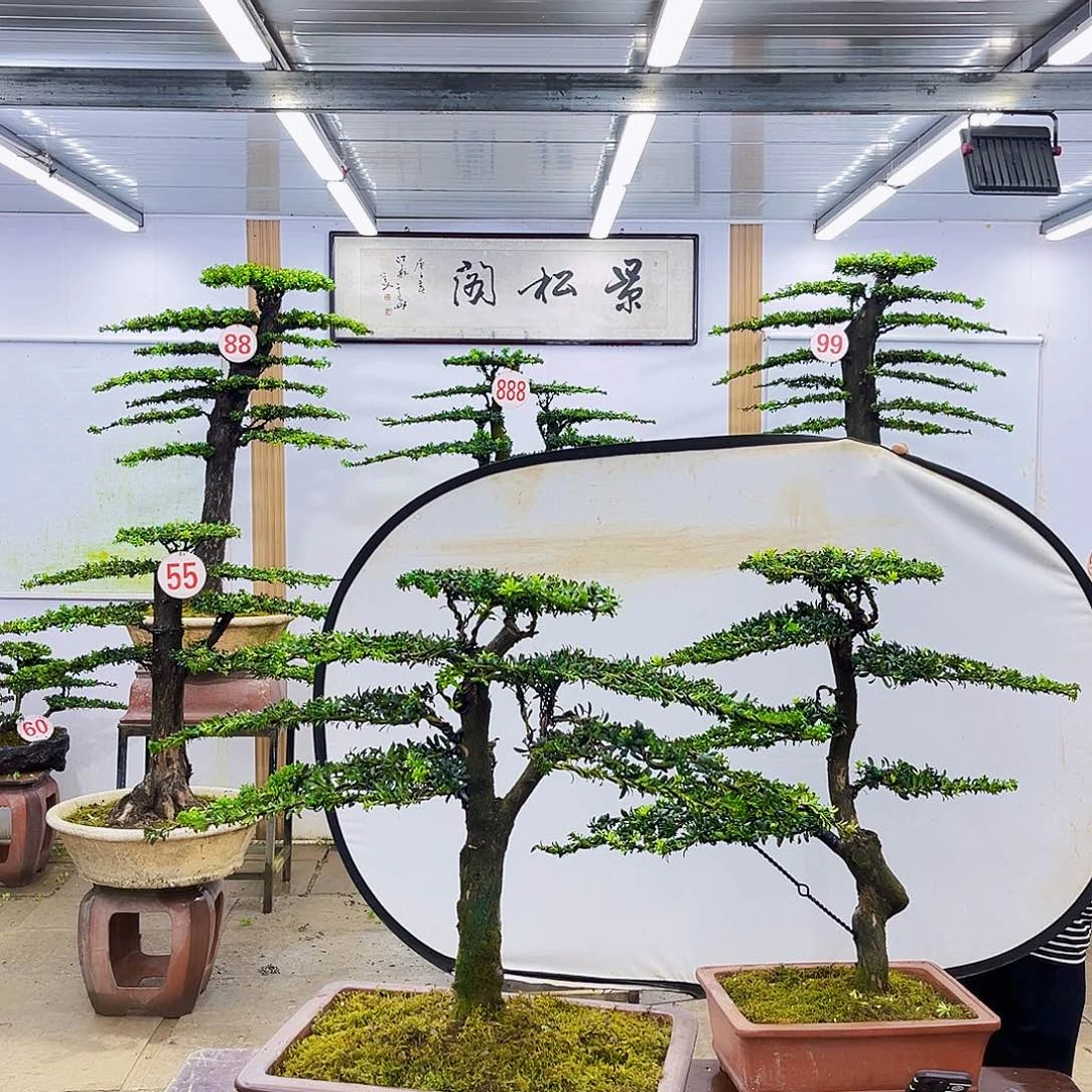无花朵罗汉松盆景专场直播