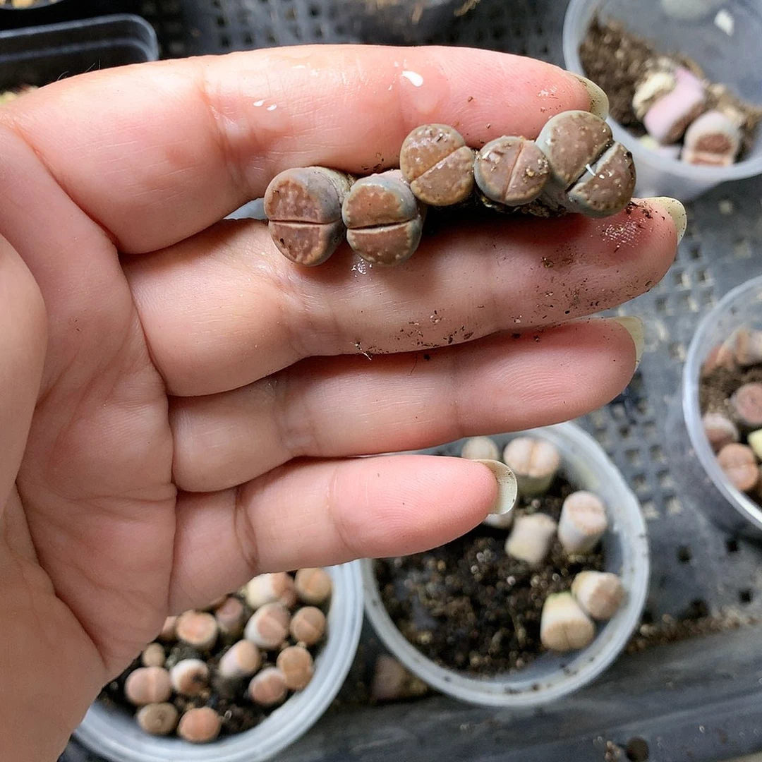 龙****天H366多肉植物保护