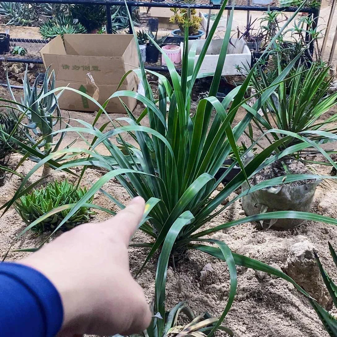 无花朵蛋*00000000000000000