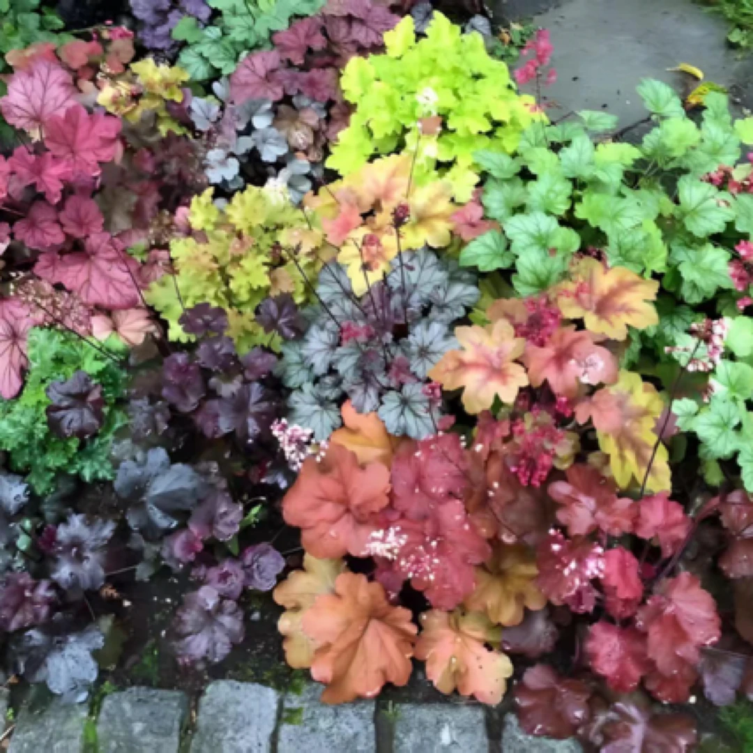 七颗多彩矾根110口径盆四季常青耐阴花园地栽