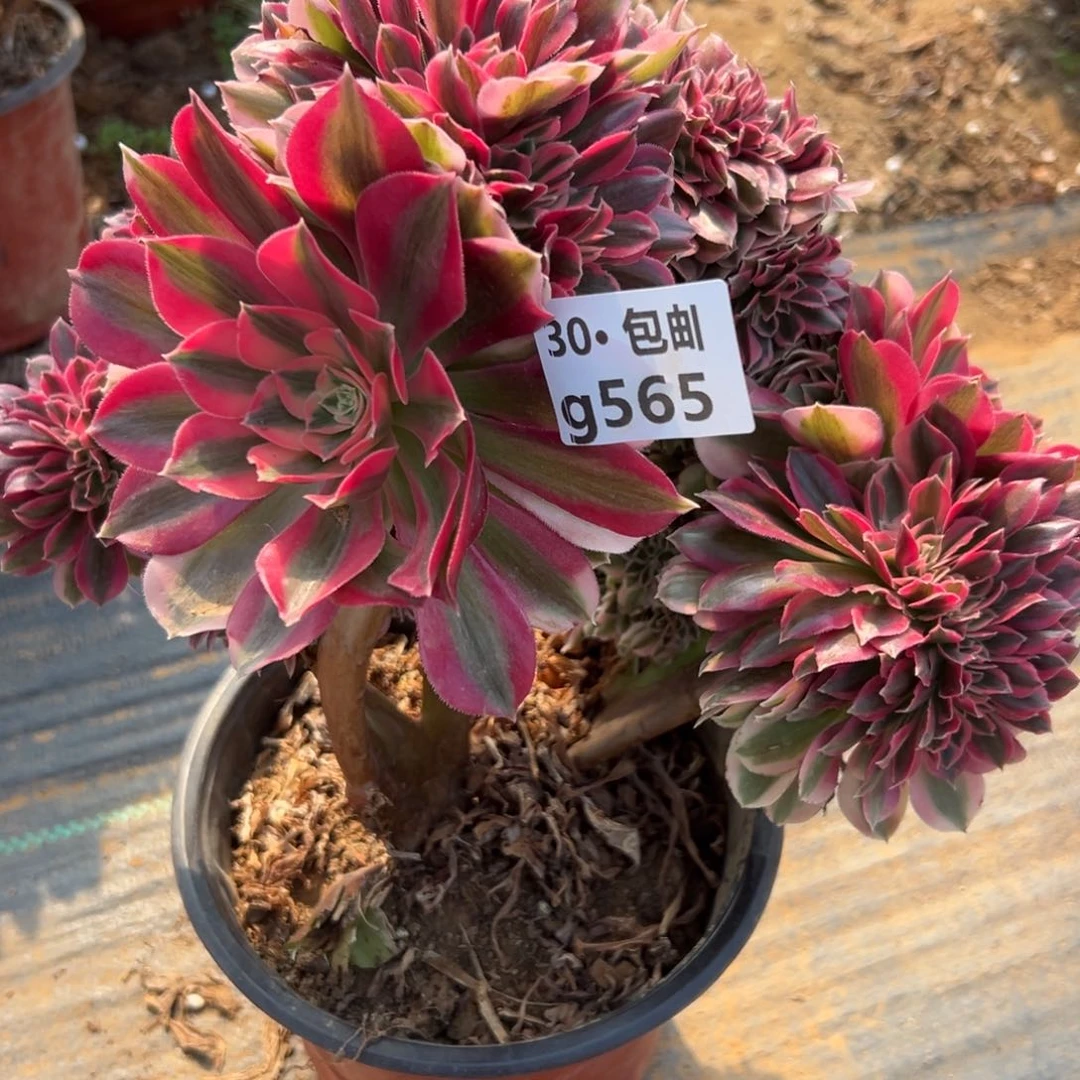 565处理瑕疵女巫缀不包损