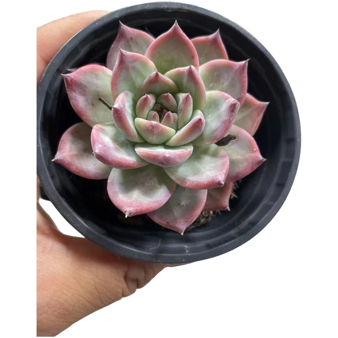 云南高山多肉 卡系珍妮一颗脱土发货多肉绿植三单包邮