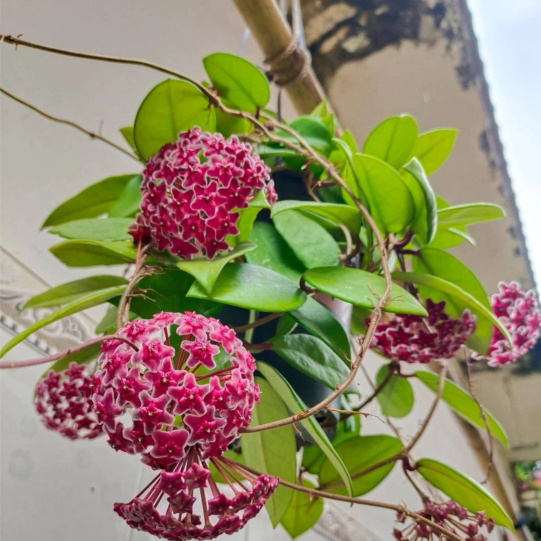 【绿叶红球兰】粉色大花球适合新手养护办公室客厅观叶观花垂吊爬藤