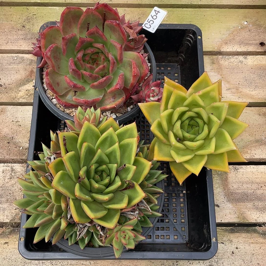 若如东云组拍C564