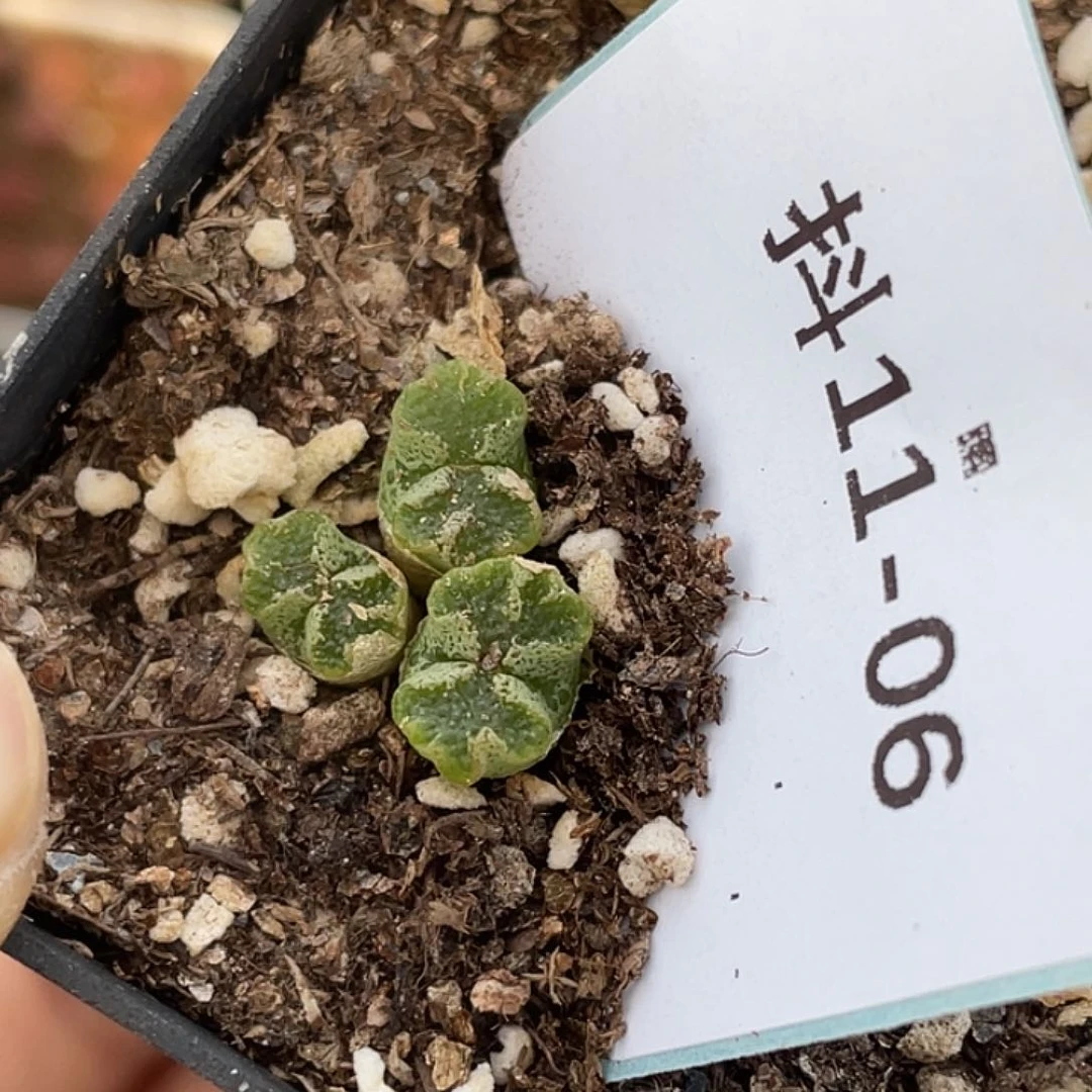 11-6超碟多肉植物