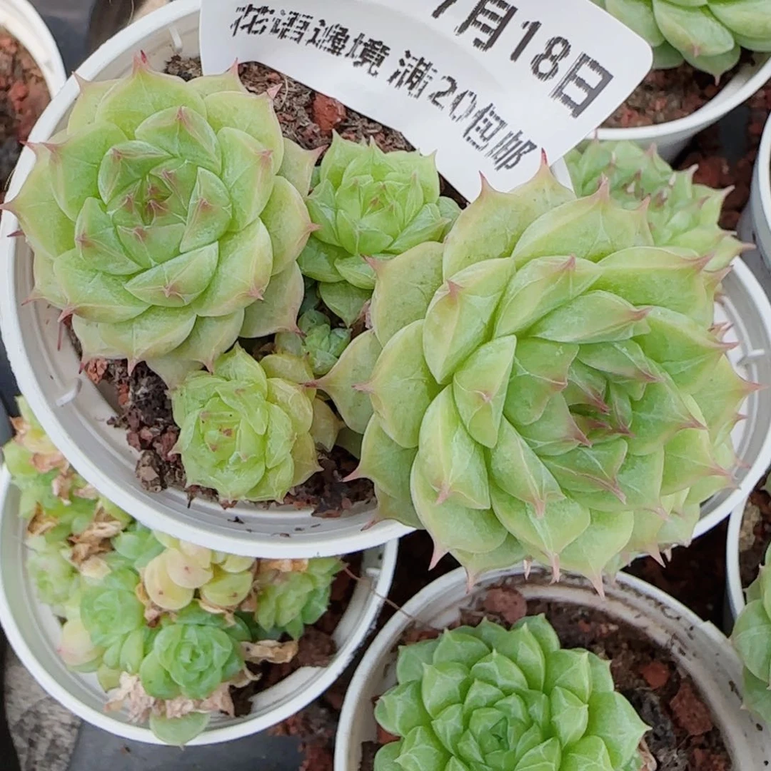 乍***欢花语逸镜0718-84散