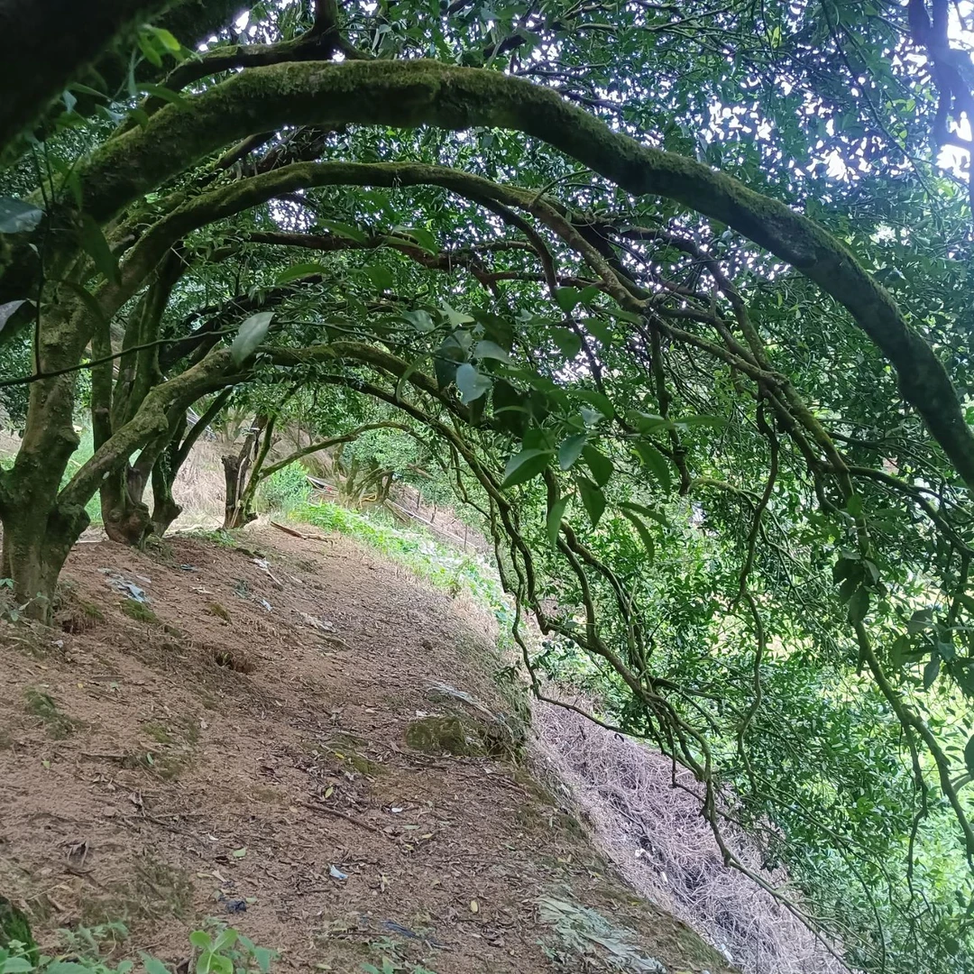 《2025年老树大红皮》太阳生晒 产地直销