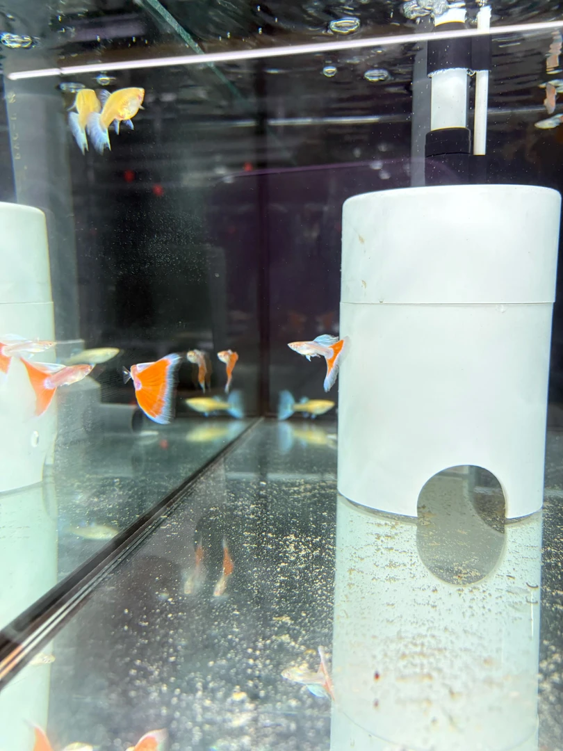 火烧云三角尾大尾型孔雀鱼活体小热带鱼淡水观赏鱼好养耐活易繁殖