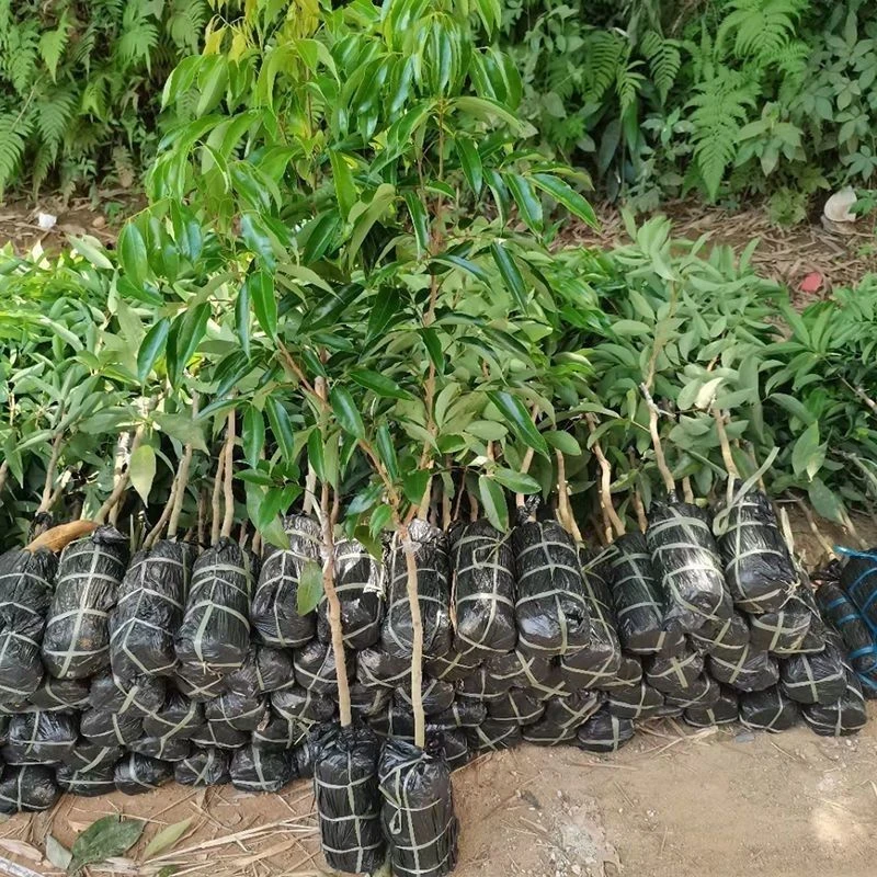 精品苗木直播间一物一拍