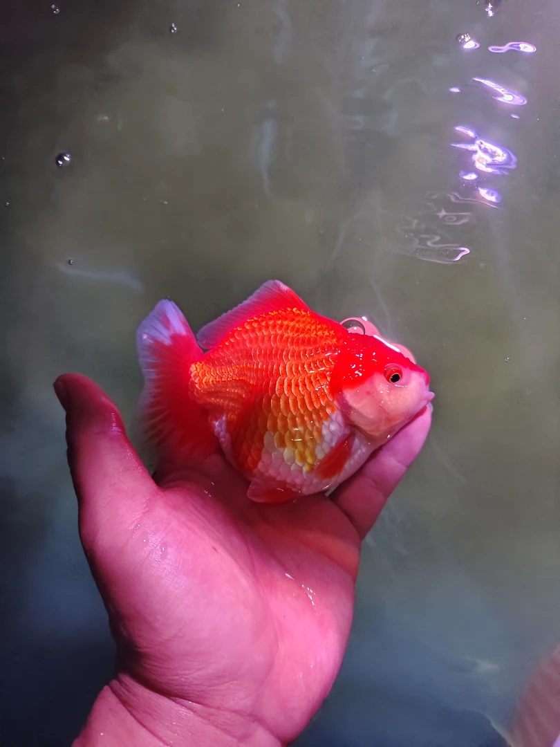 精品将军泰狮金鱼原泰后代将军f1直播间专用鱼鱼观赏鱼包邮观赏鱼