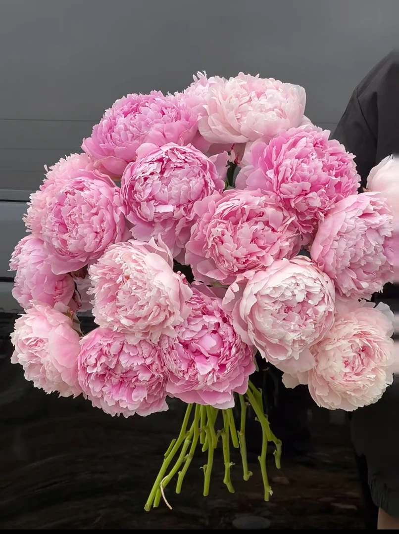 【莎拉优选】观赏性芍药 先发肥料 秋天发种苗
