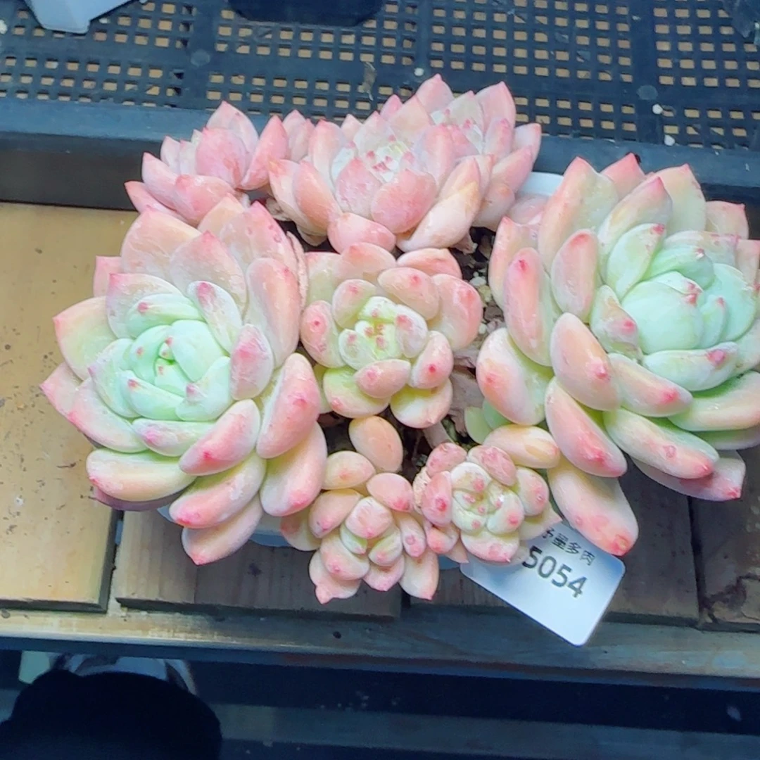 望舒，5054多肉植物