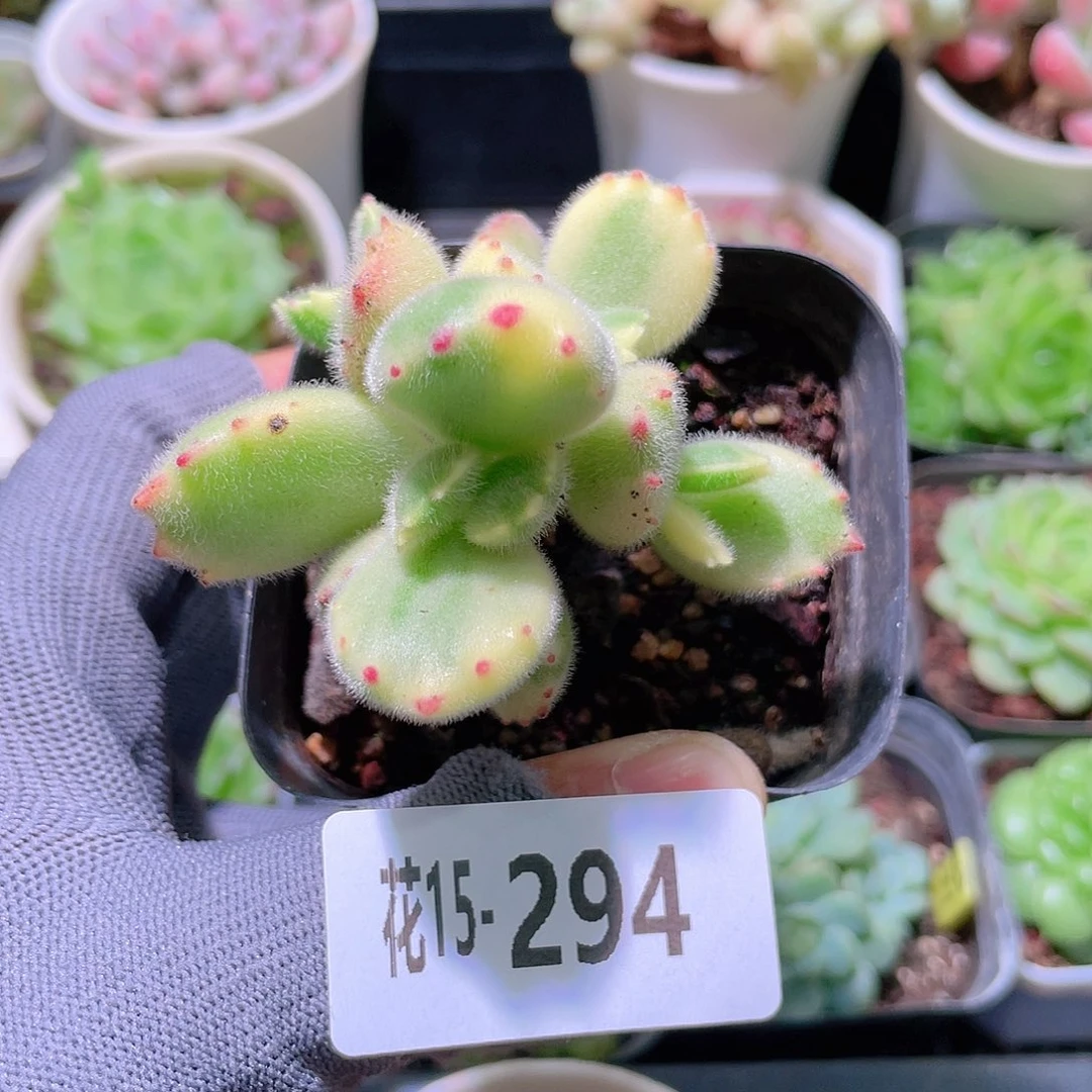 花利美15-294彩熊不售后
