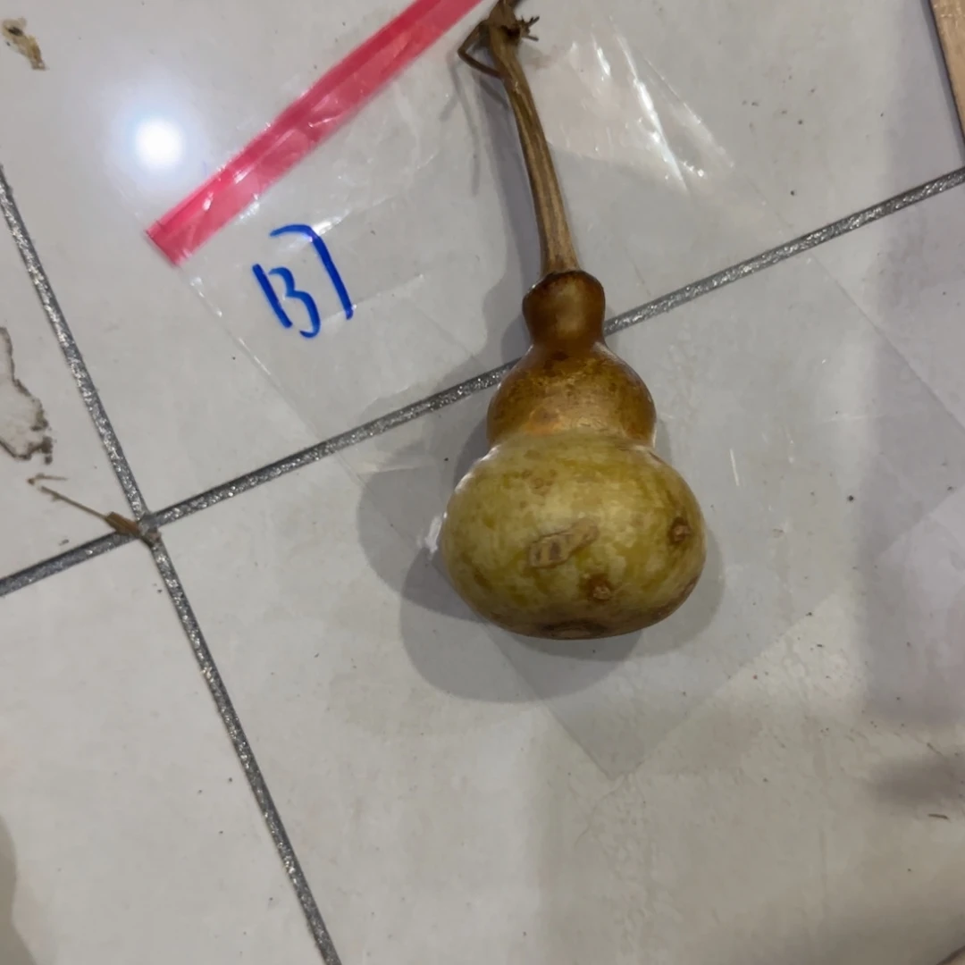 无***敌葫芦赶紧喝CVG好好VVV不拿