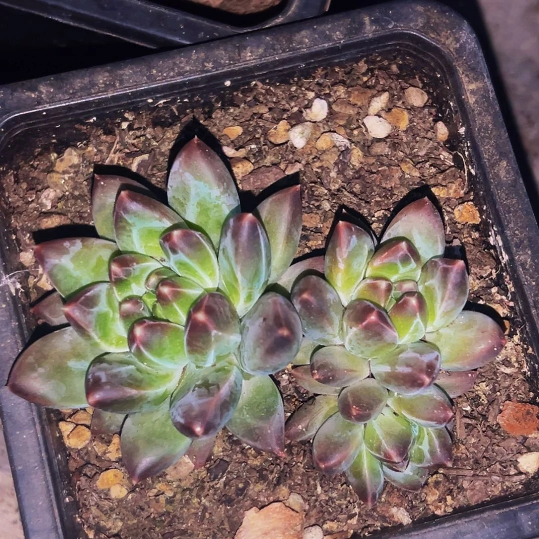 桔云多肉美人精品系列