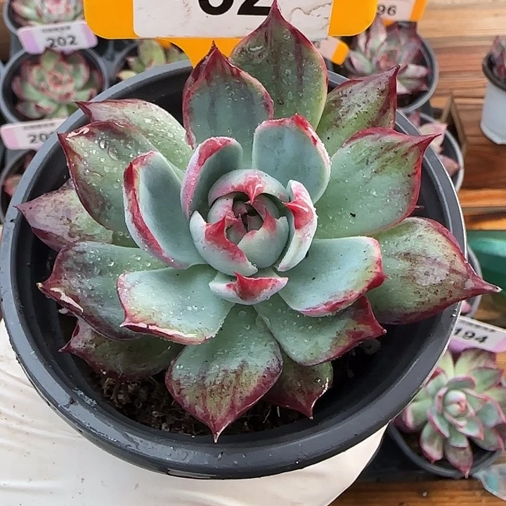 菓***菓52 惊鸿仙子多肉植物