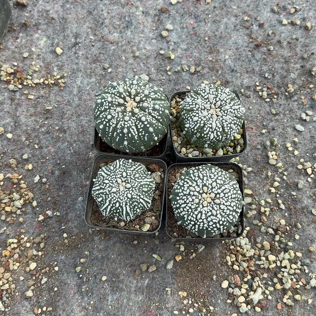 竞拍，脱土发，一物一拍