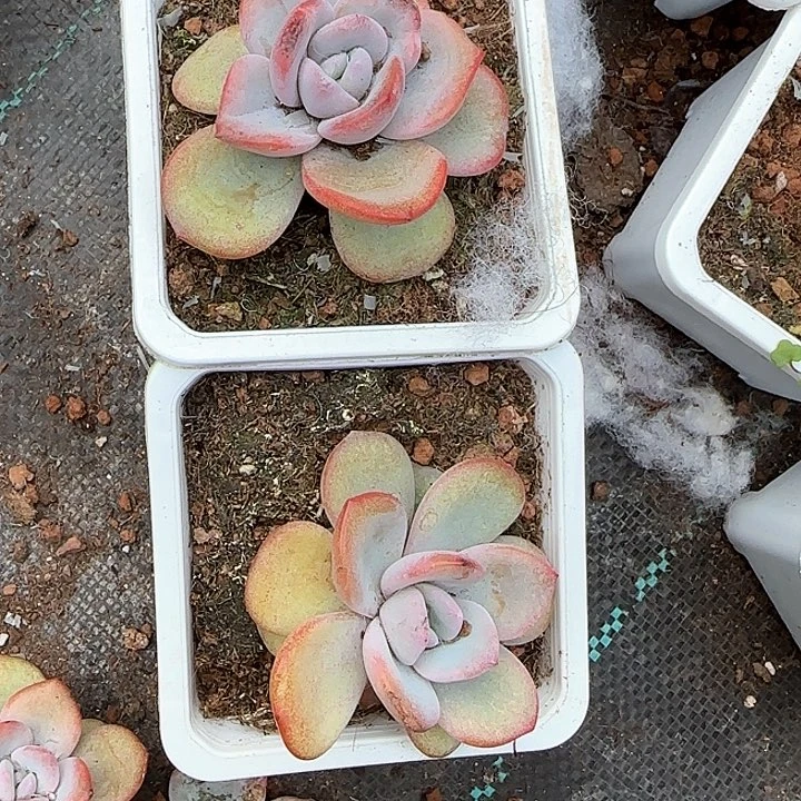 左****湖青蛙王子儿童牙膏111