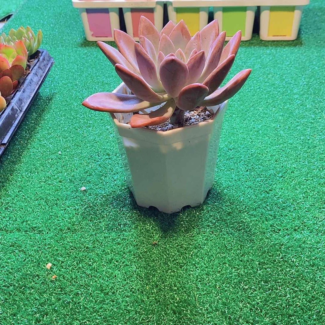 无花朵多肉植物 奥普琳娜120