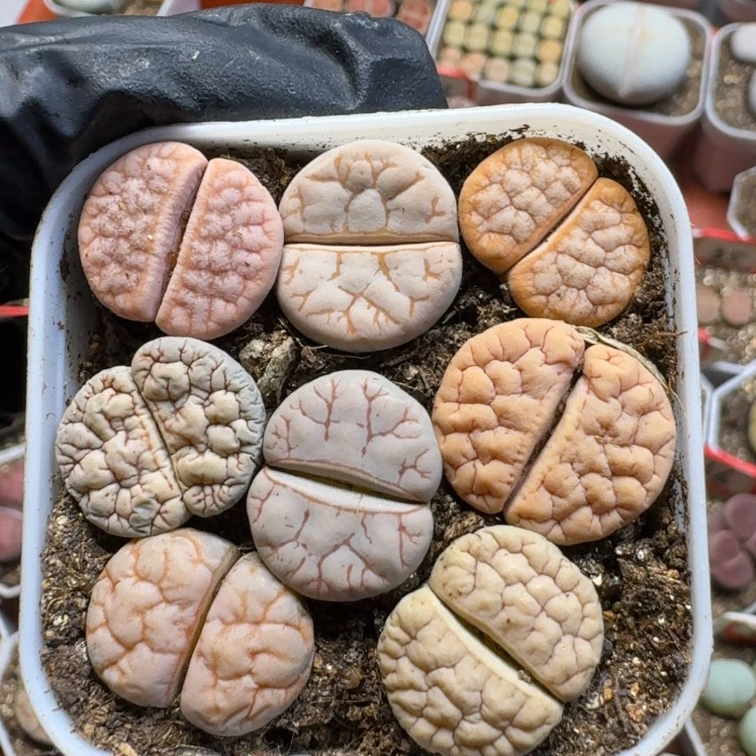 夜***云生石花111111。  206