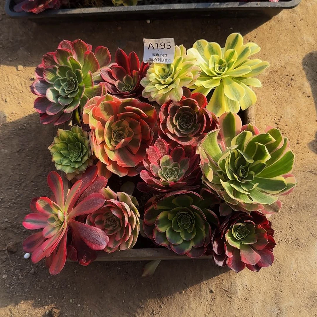 多肉法师的 13 个套餐