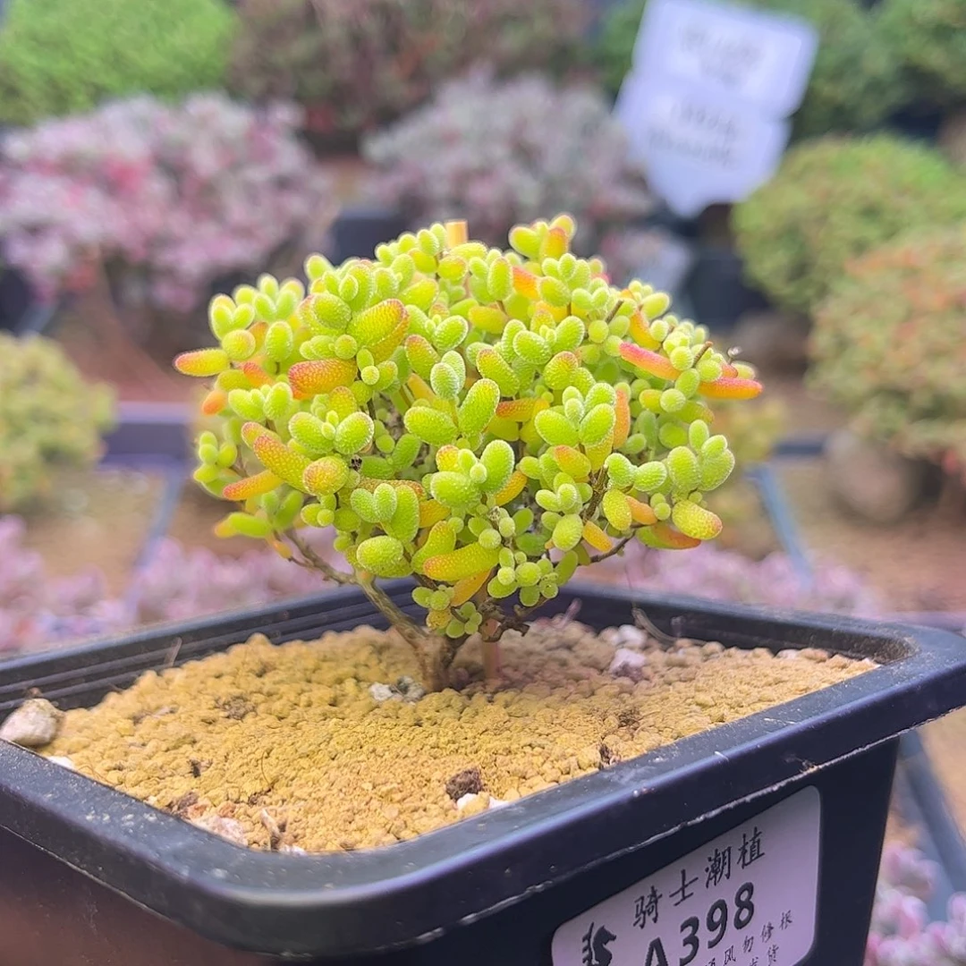 398蜜橘糖球枝干多肉