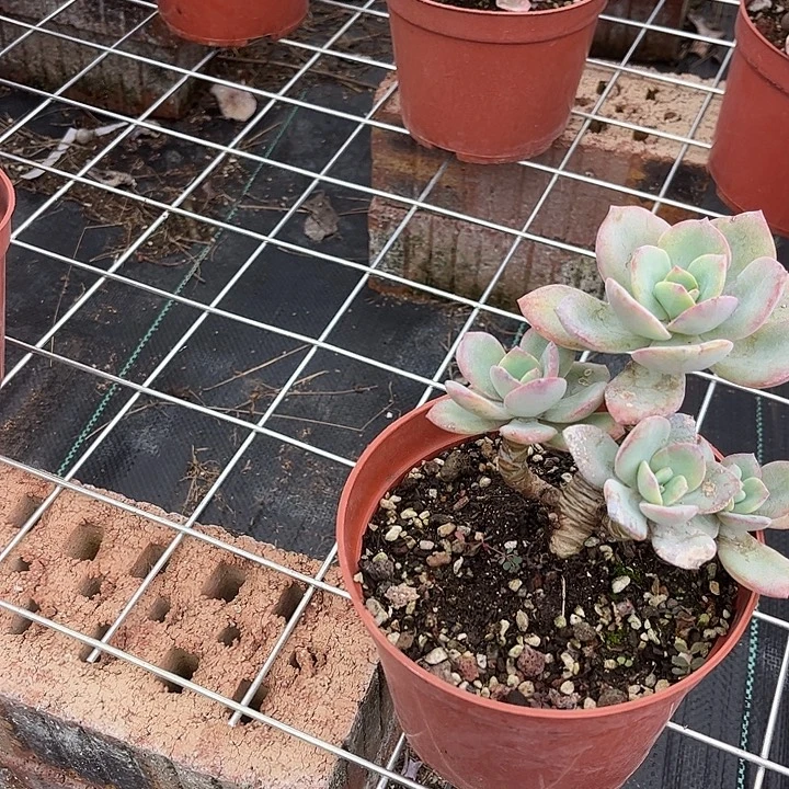 巧***包144血凤脱土发货不退不换